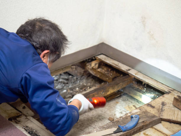 Trusted Cleveland, NC Mold Removal Experts