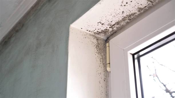 Best Certified Mold Removal  in Cleveland, NC