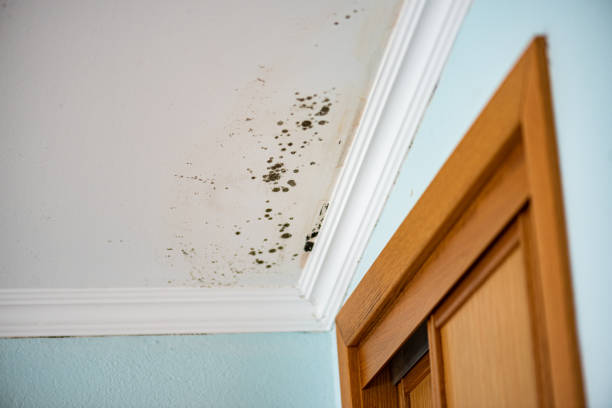 Best Professional Mold Removal  in Cleveland, NC
