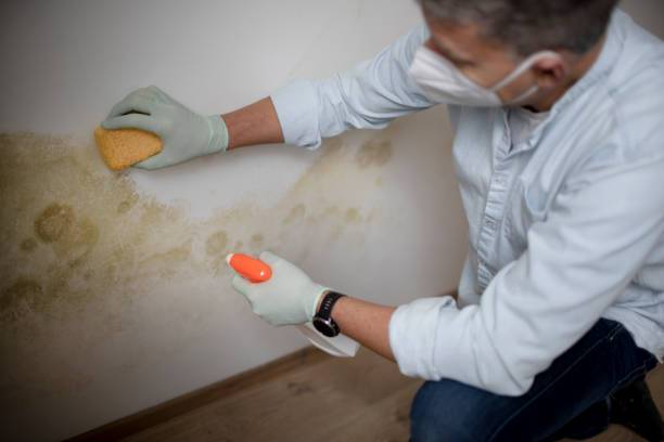 Best Home Mold Removal  in Cleveland, NC