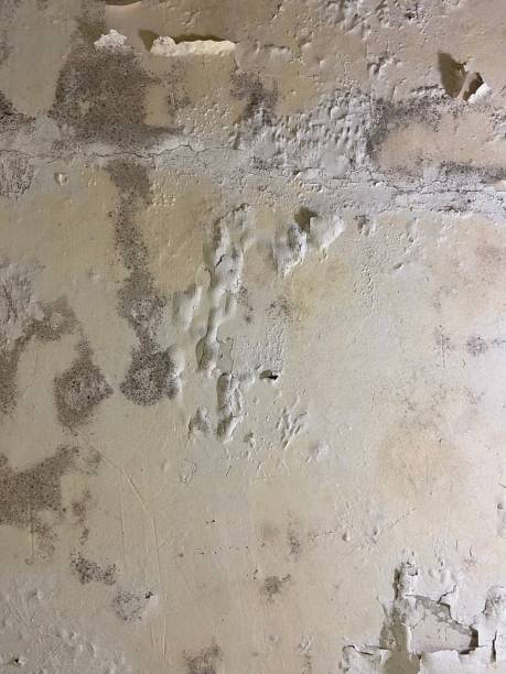 Best Toxic Mold Removal  in Cleveland, NC