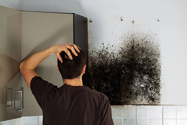 Best Local Mold Removal Service  in Cleveland, NC