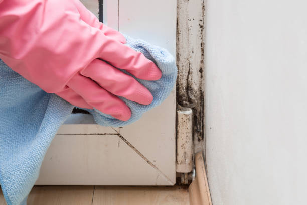 Best Affordable Mold Removal  in Cleveland, NC