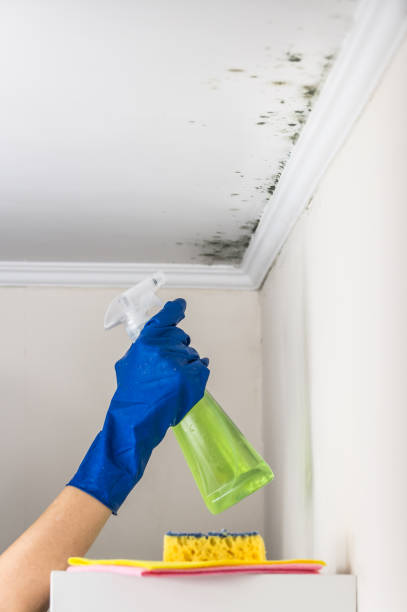 Office Mold Removal Services in Cleveland, NC
