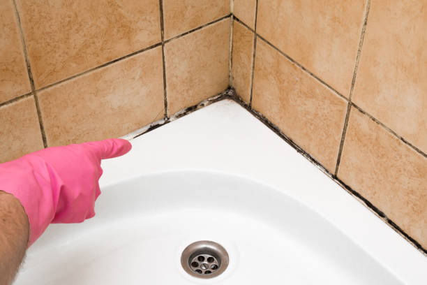 Best Mold Testing and Removal  in Cleveland, NC
