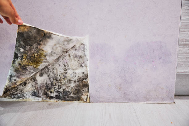 Best Best Mold Removal Companies  in Cleveland, NC